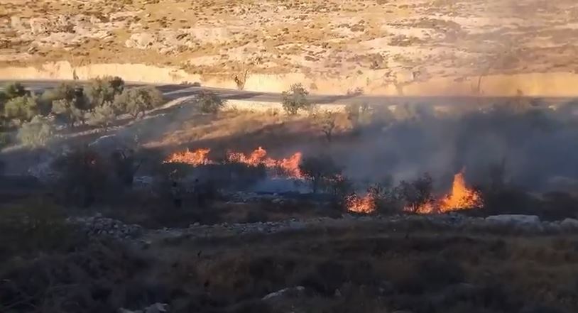 المستعمرون أشعلوا 799 حريقا في الضفة حتى تموز الماضي