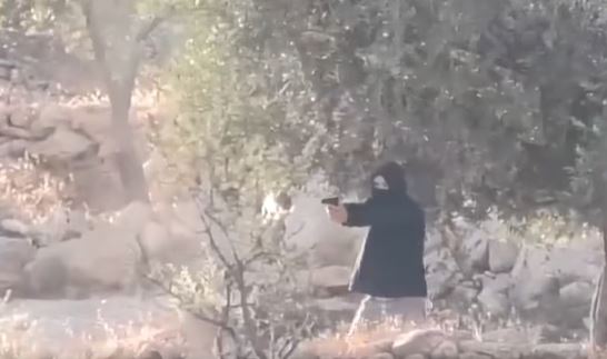 مستعمرون يقتحمون برقا ويواصلون توسيع بؤرة على تل العاصور شرق رام الله
